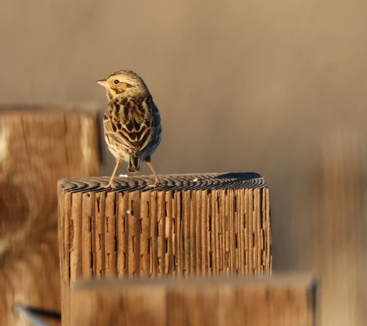 Savannah Sparrow - ML646729444