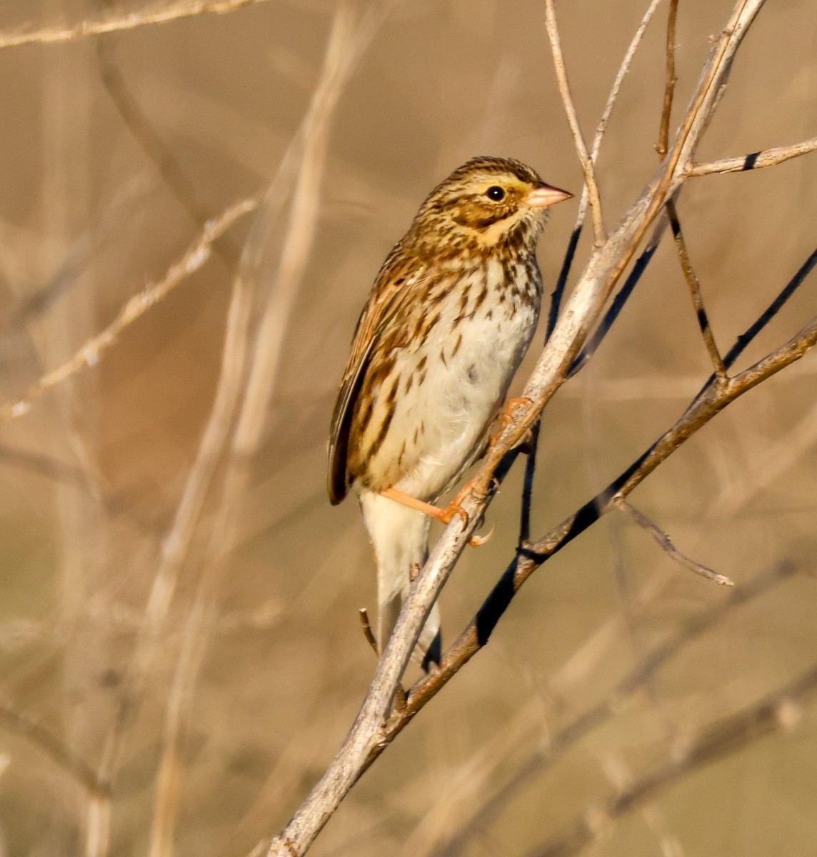 Savannah Sparrow - ML646729445
