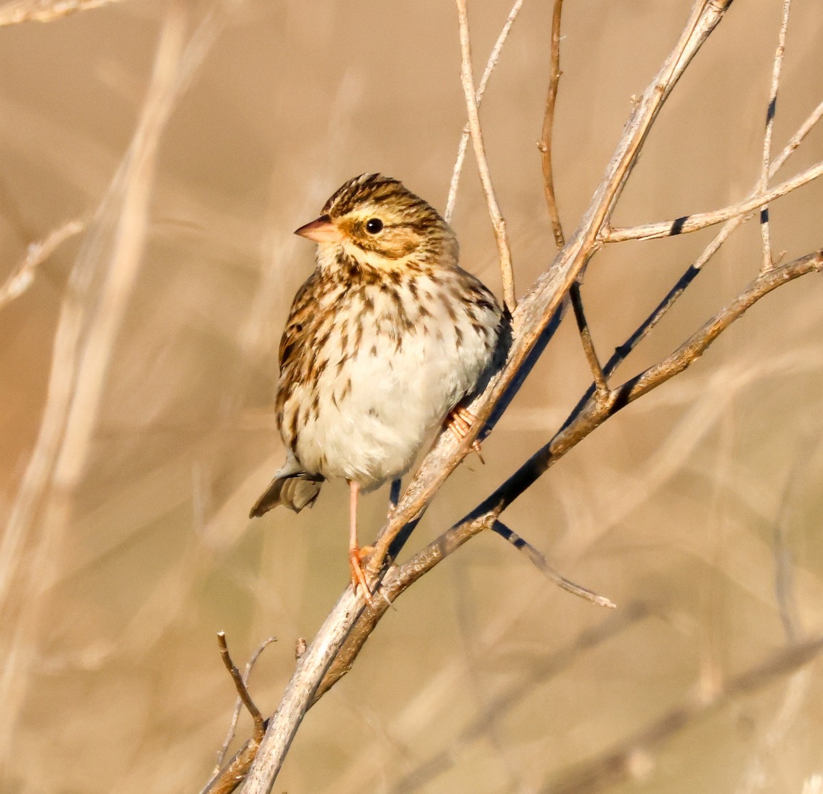 Savannah Sparrow - ML646729446