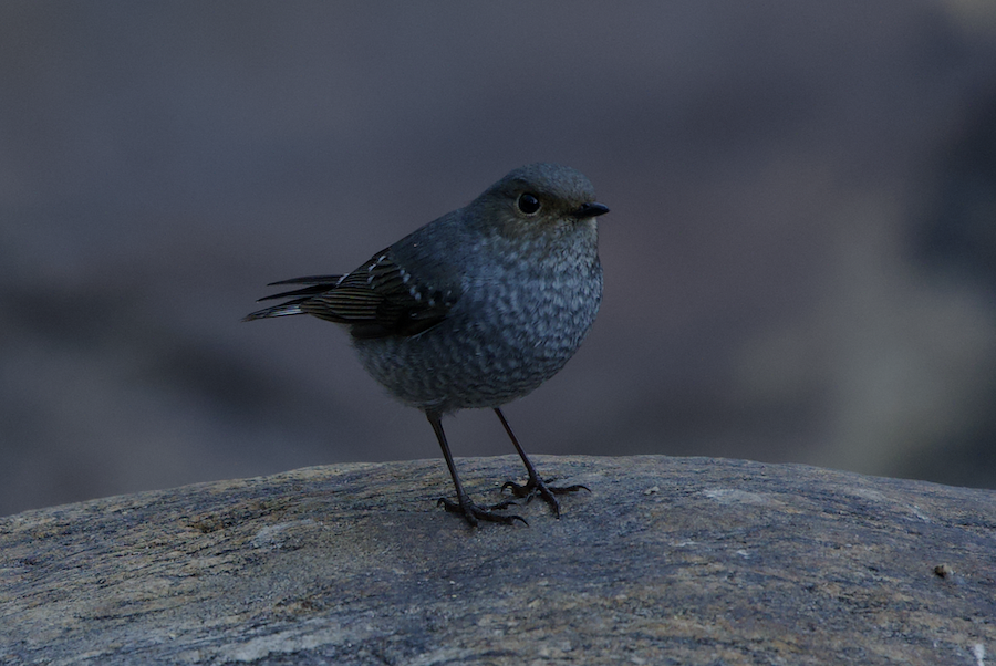 Plumbeous Redstart - ML646729447