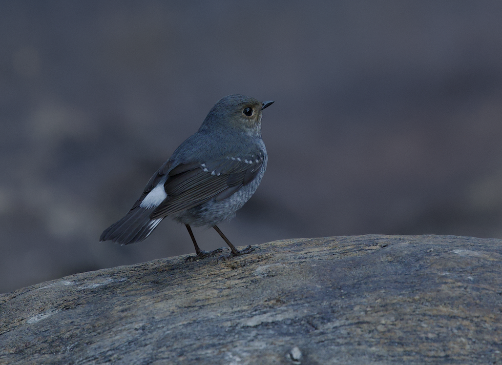 Plumbeous Redstart - ML646729448