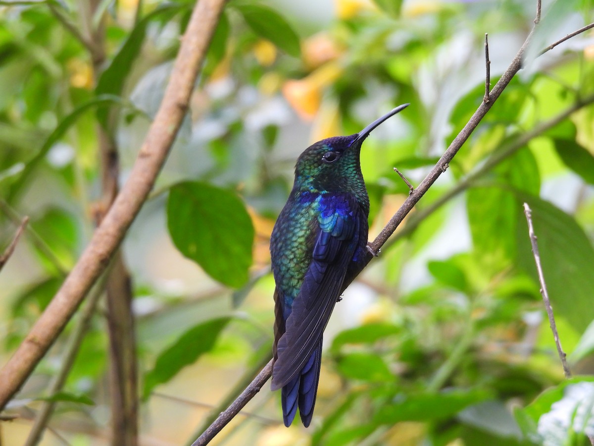 kolibřík vidloocasý - ML646729449