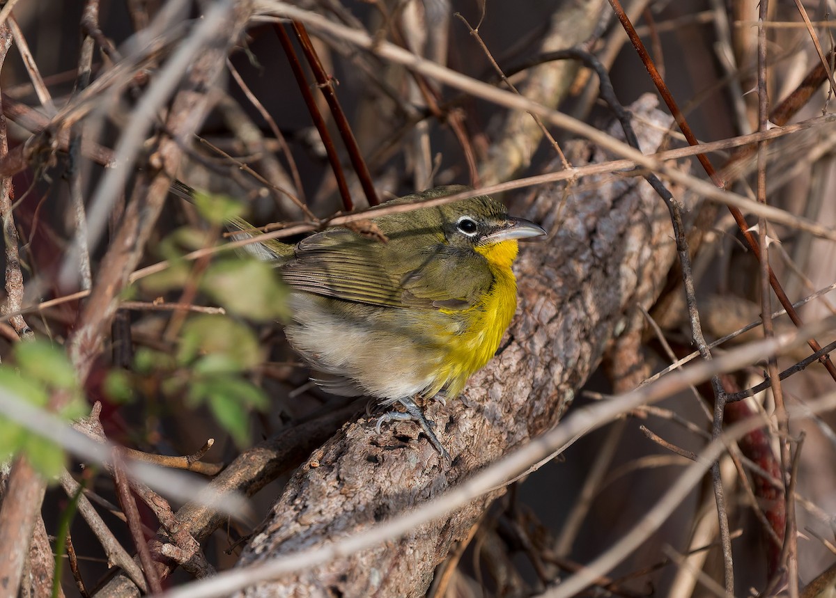 Yellow-breasted Chat - ML646729450