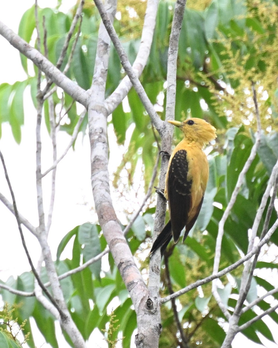 Cream-colored Woodpecker - ML646729455