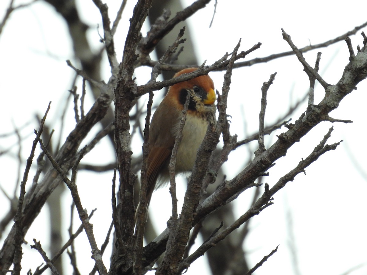 Spot-breasted Parrotbill - ML646729457