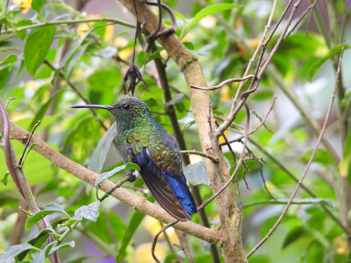 kolibrík ocelovořitý - ML646729458