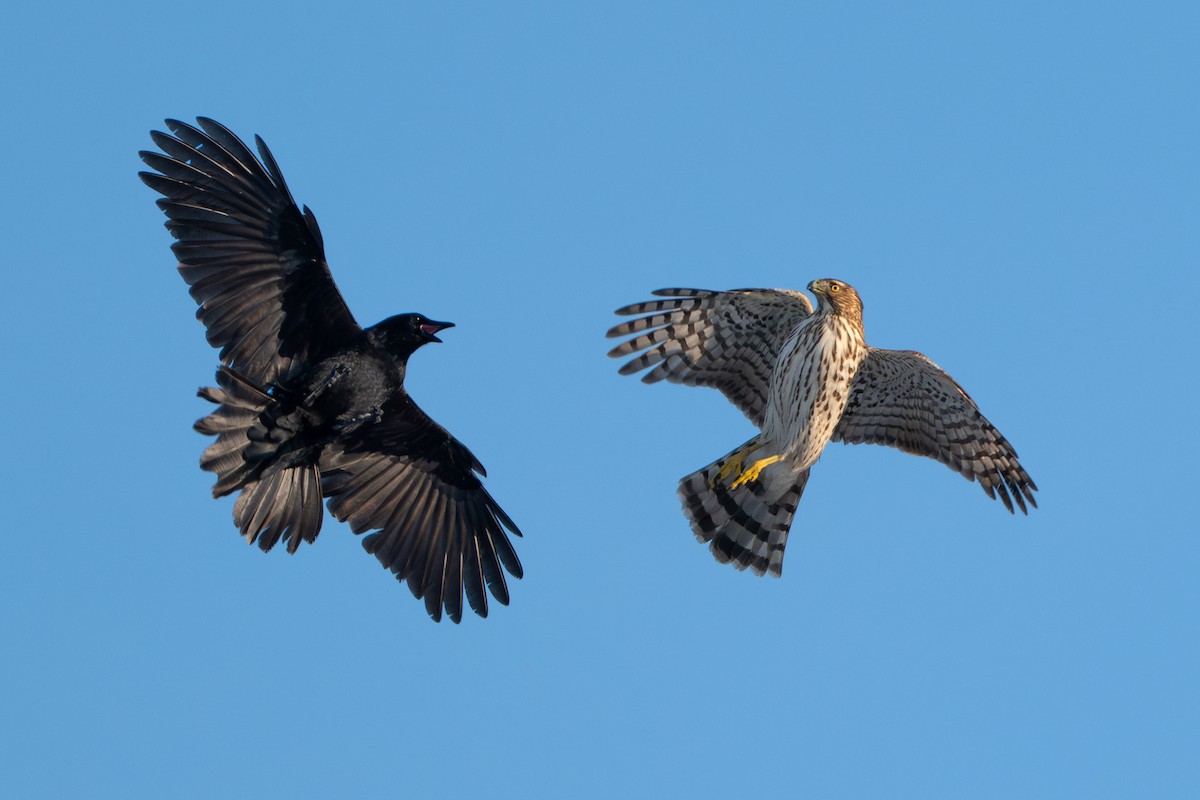 Rundschwanzhabicht - ML646729462