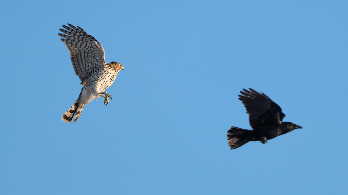 Rundschwanzhabicht - ML646729463