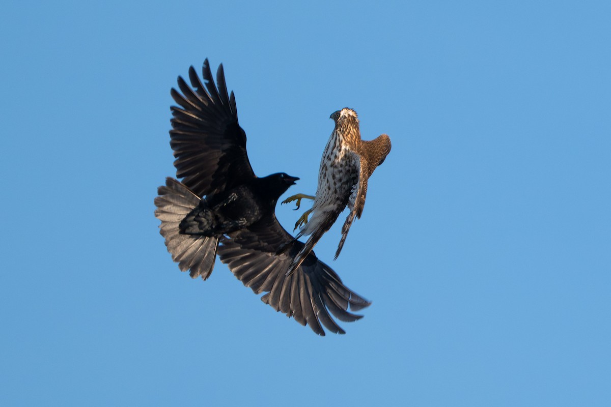 Rundschwanzhabicht - ML646729464