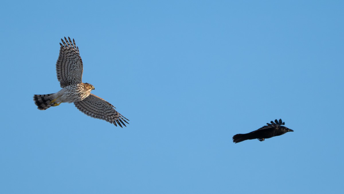 Rundschwanzhabicht - ML646729465