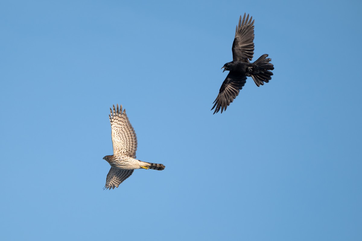 Rundschwanzhabicht - ML646729466