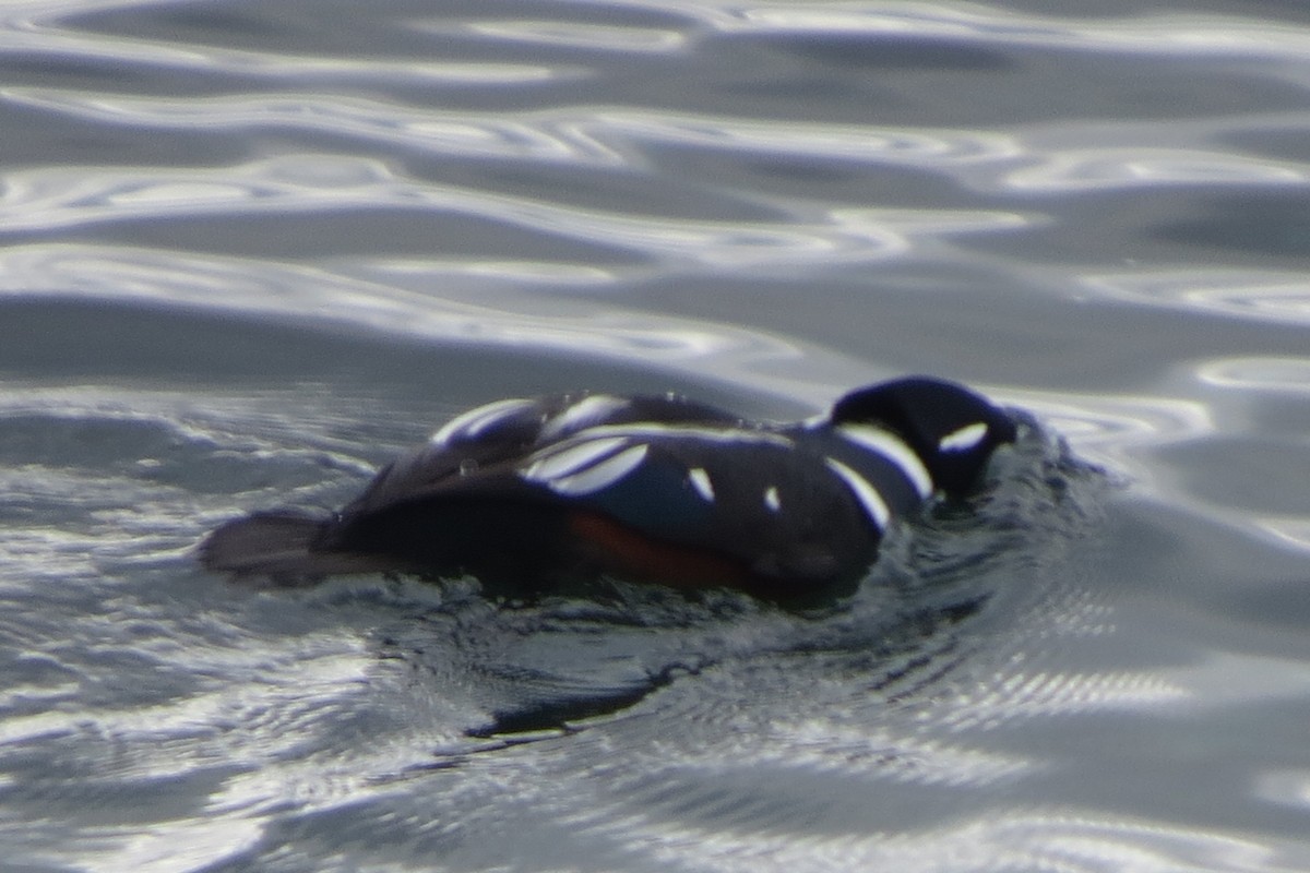 Harlequin Duck - ML646729467