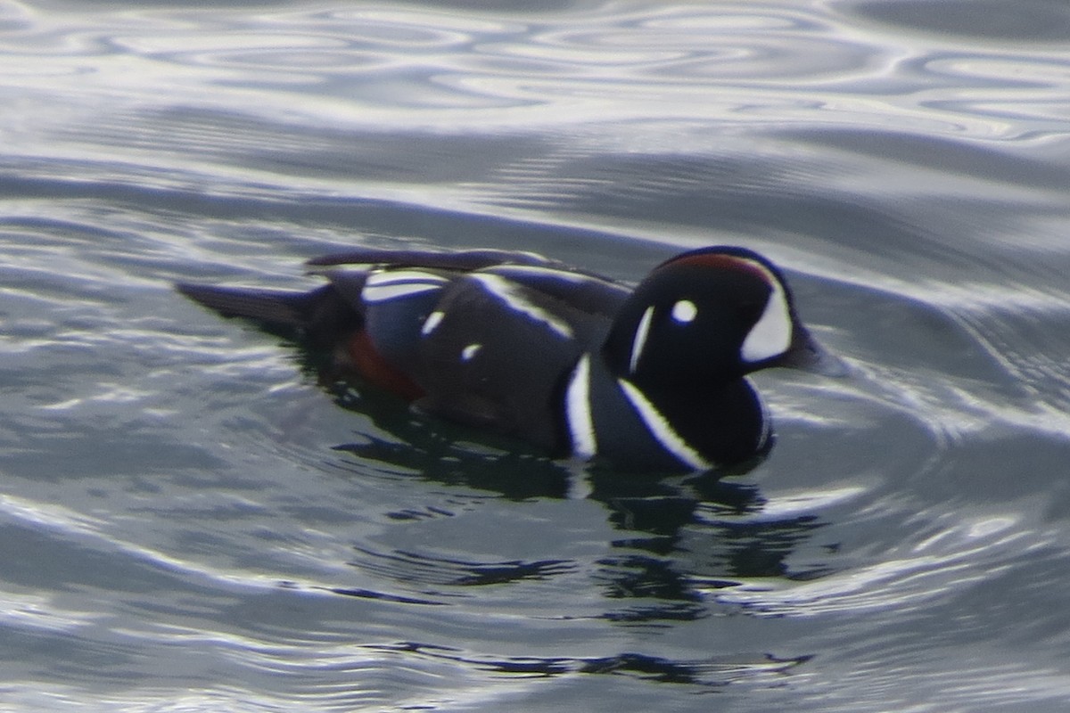 Harlequin Duck - ML646729468
