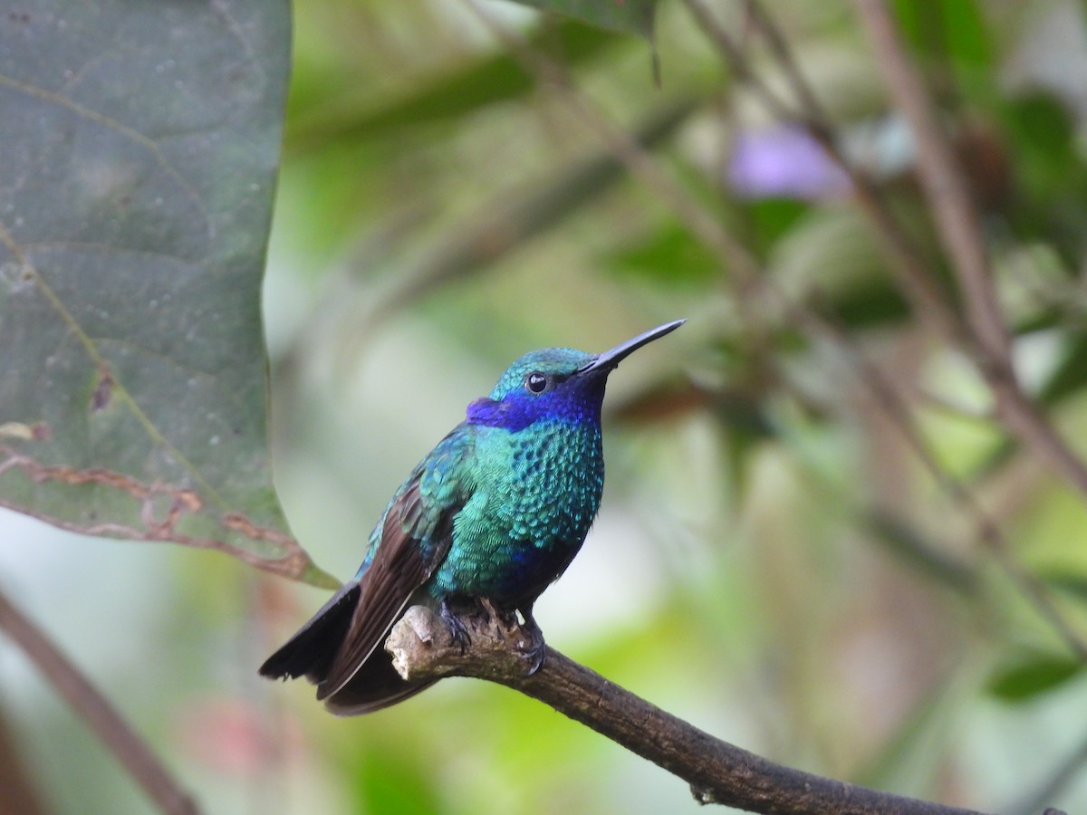 kolibřík modrolící - ML646729469