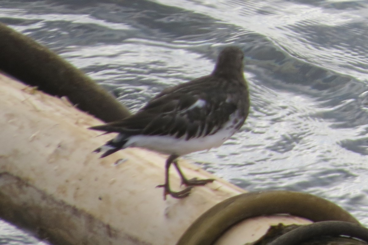 svartsteinvender - ML646729474