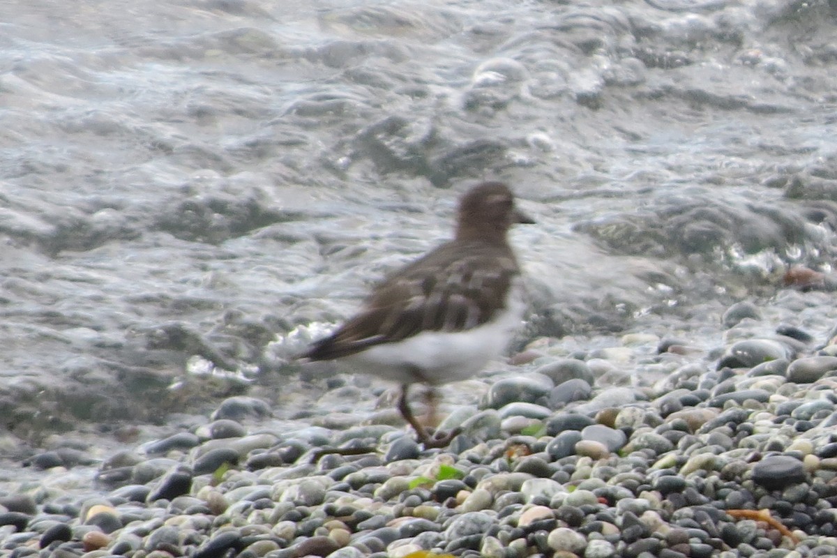 svartsteinvender - ML646729475