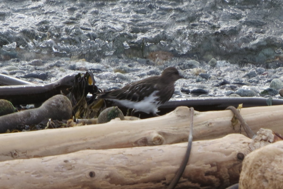 svartsteinvender - ML646729476