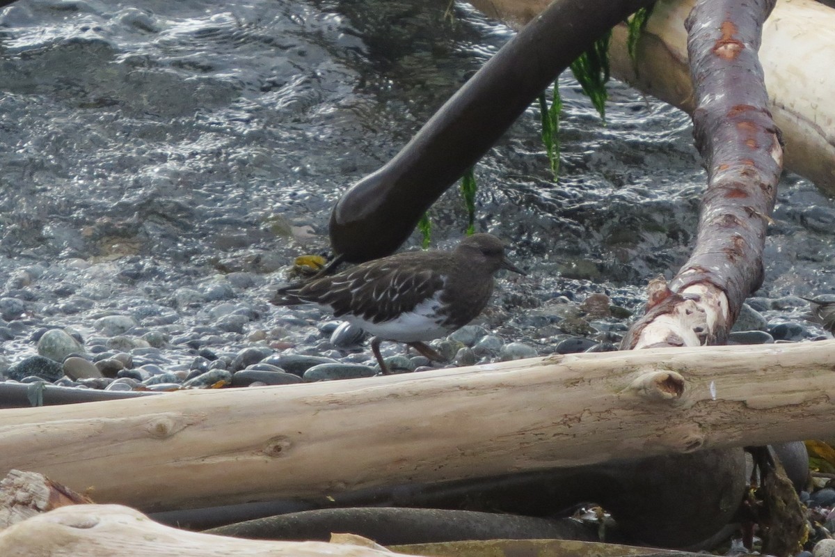 svartsteinvender - ML646729477