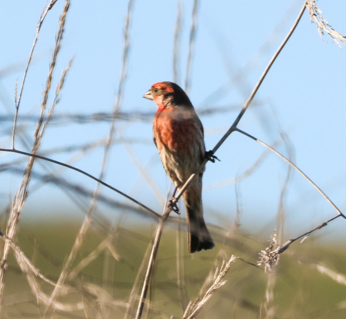 House Finch - ML646729478