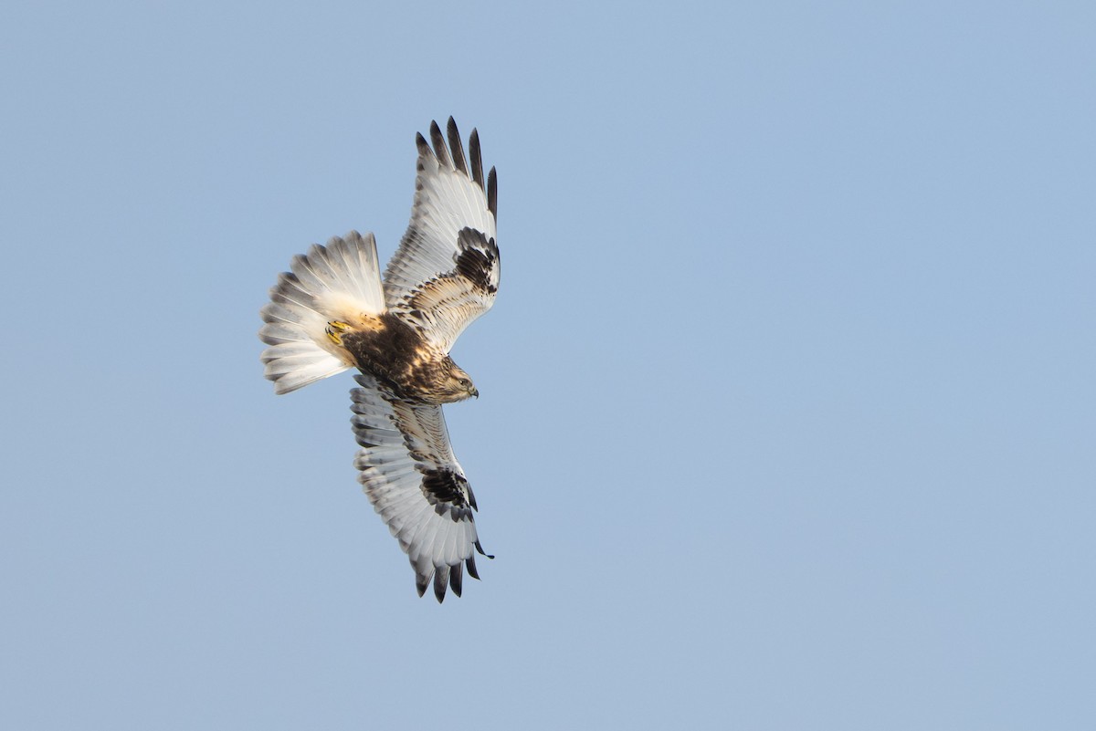 Raufußbussard - ML646729479