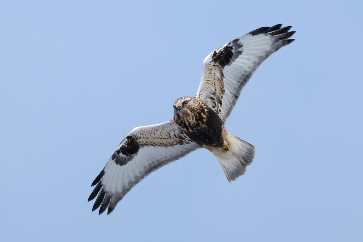 Raufußbussard - ML646729480