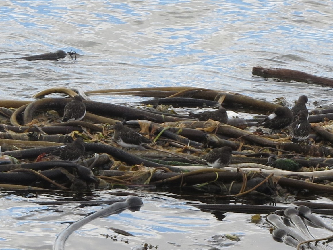 svartsteinvender - ML646729482