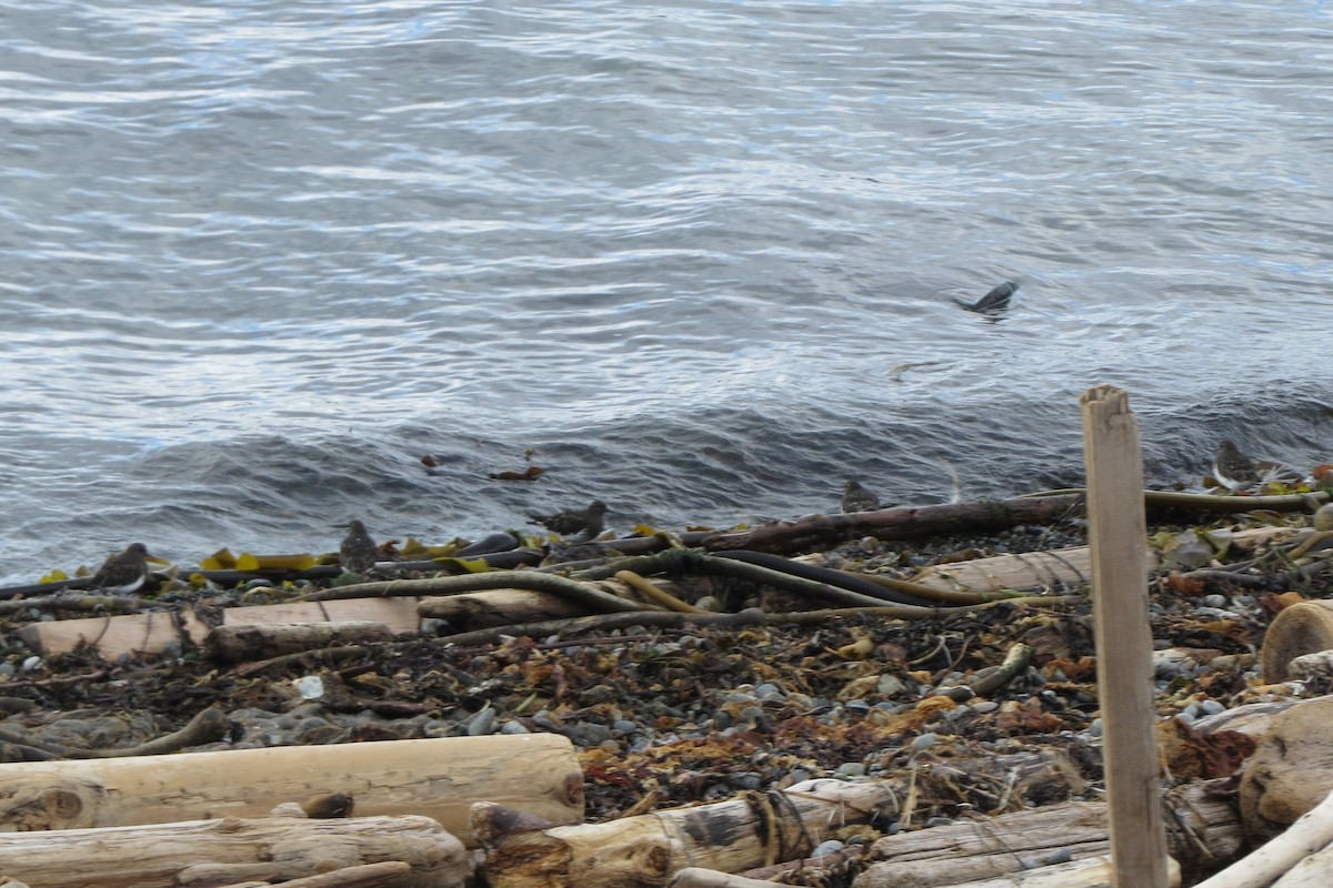 svartsteinvender - ML646729483