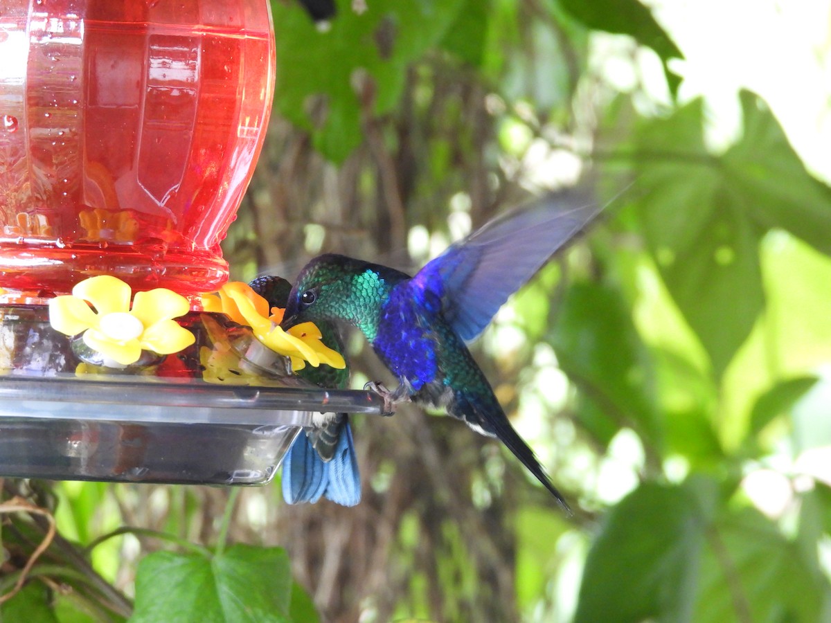 kolibřík vidloocasý - ML646729484