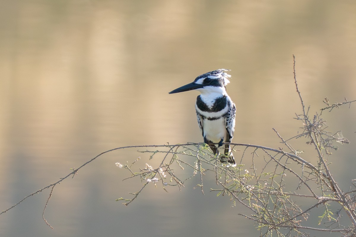 Рибалочка строкатий - ML646729486