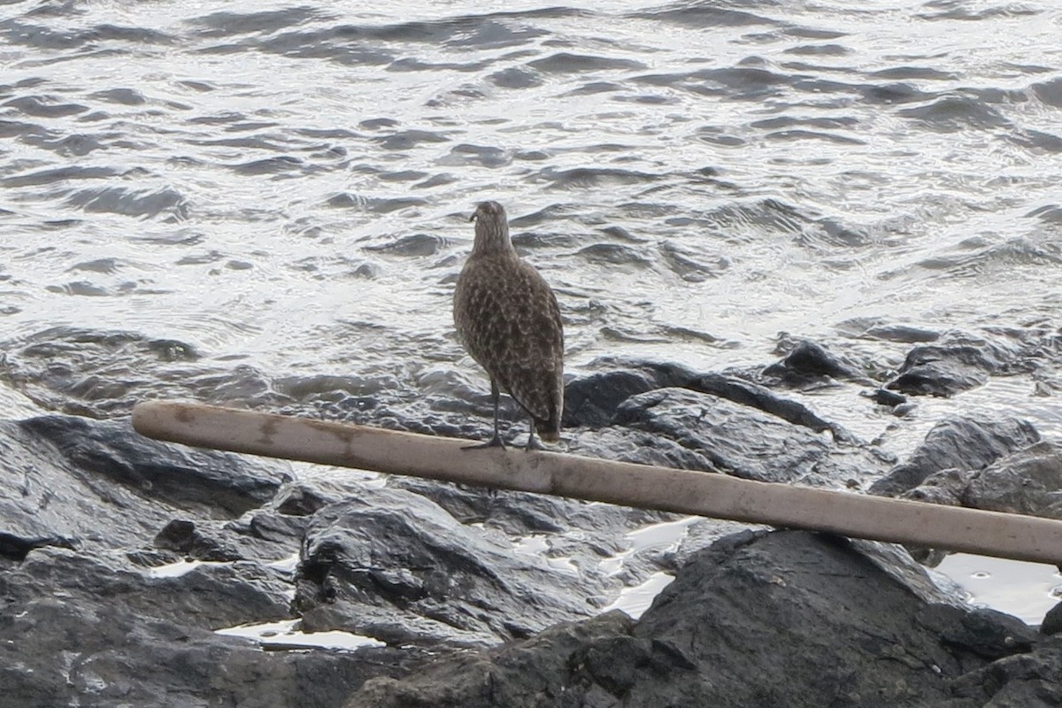 tundraspove - ML646729487