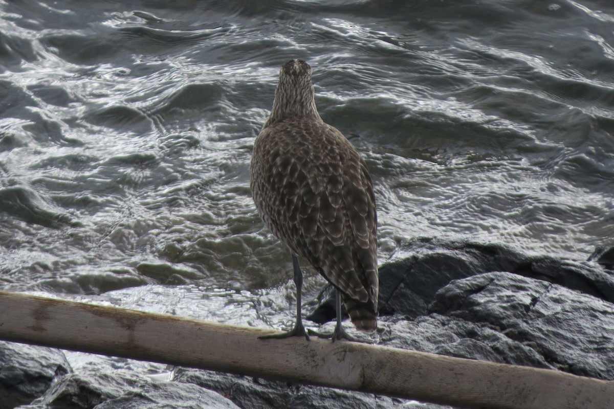 tundraspove - ML646729488