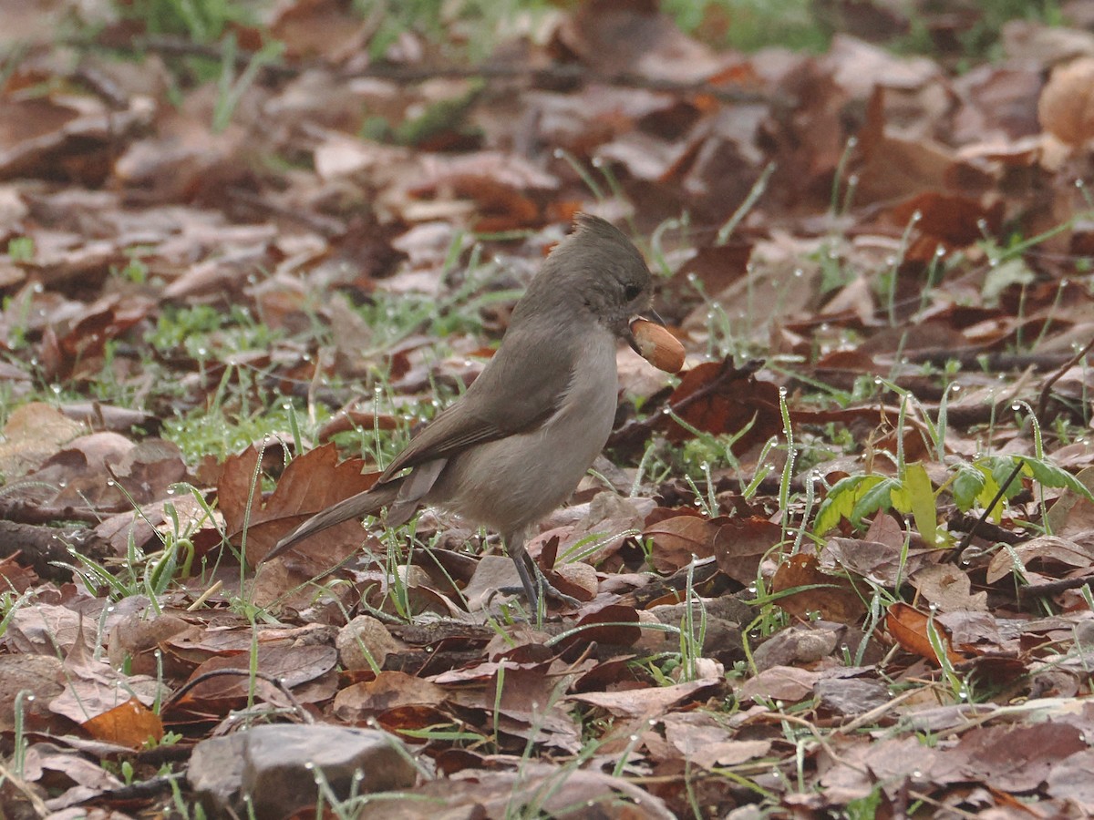 Oak Titmouse - ML646729489