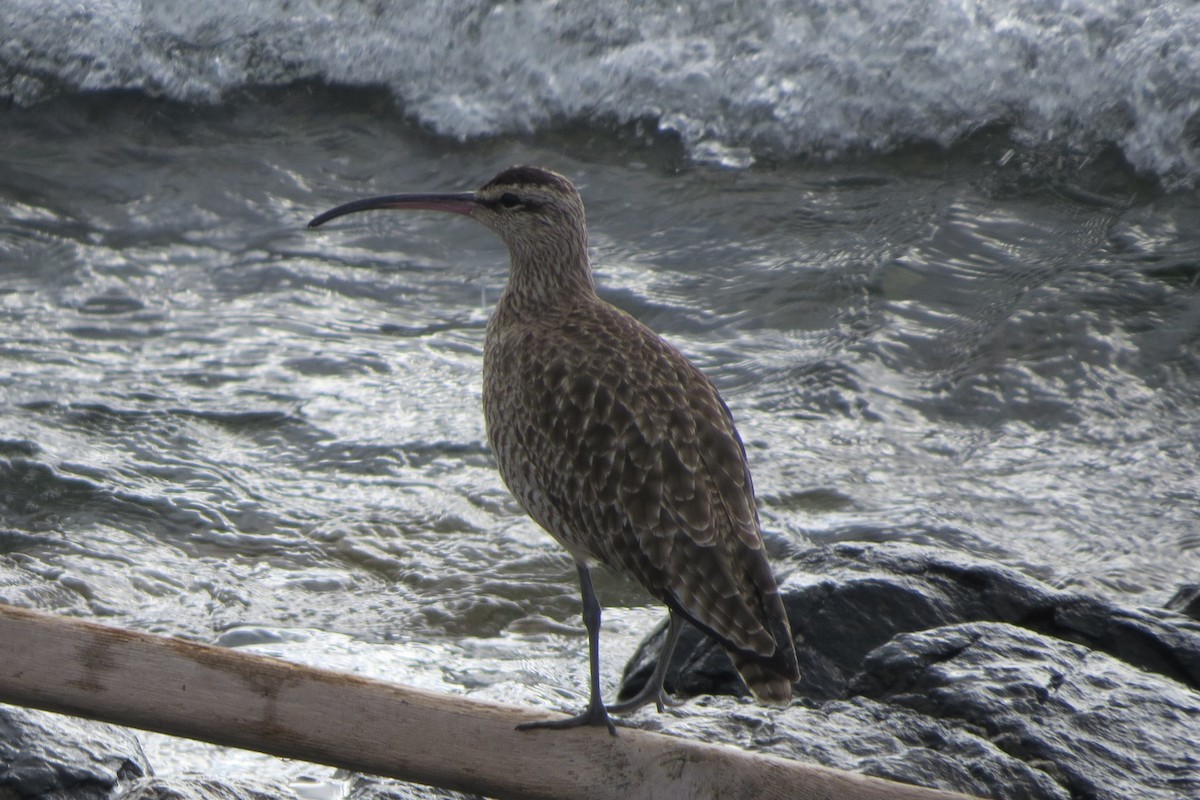 tundraspove - ML646729490