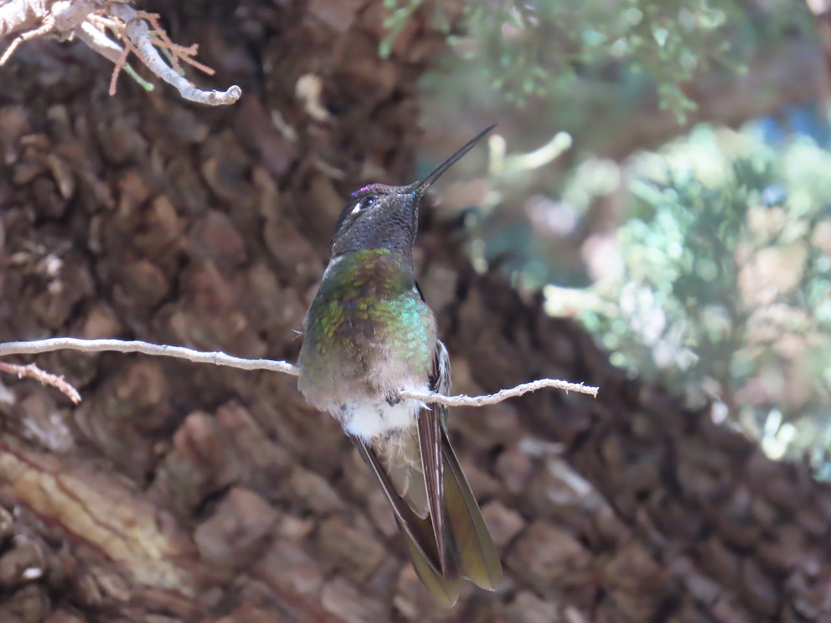 Colibri de Rivoli - ML646729491