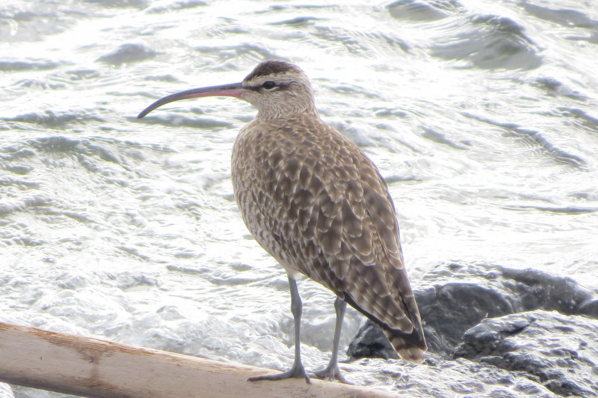 tundraspove - ML646729492