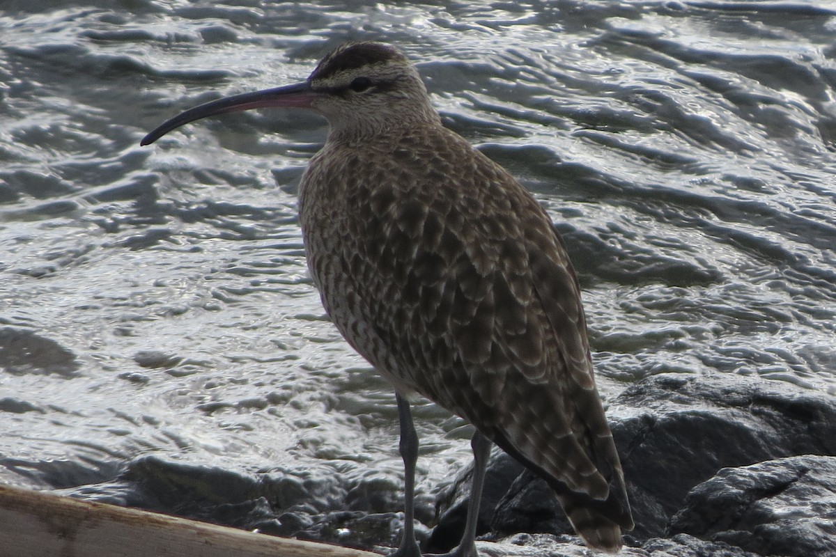 tundraspove - ML646729493