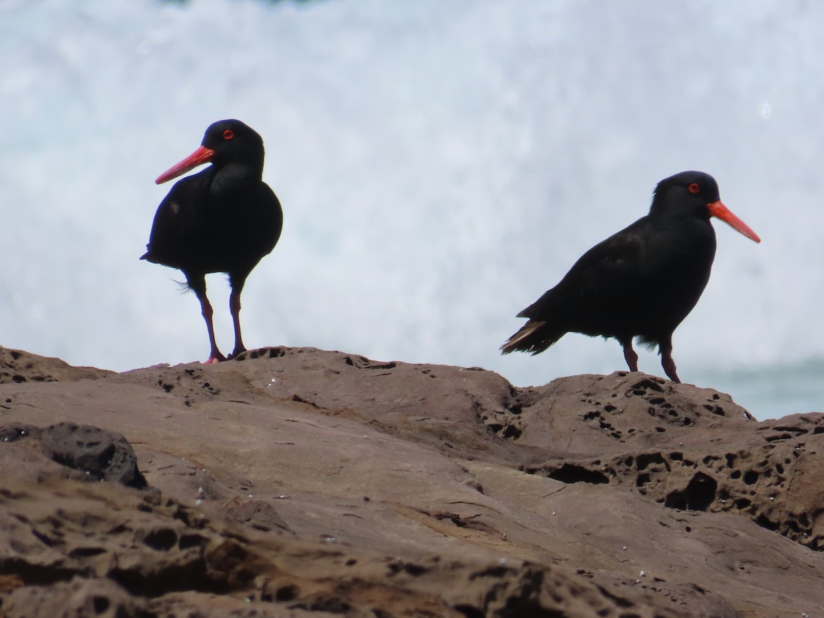 Sooty Oystercatcher - ML646729494
