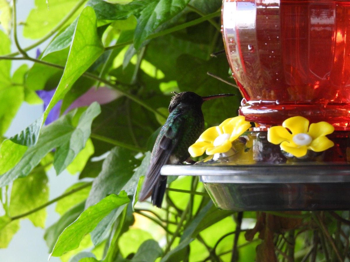 kolibrík ocelovořitý - ML646729495