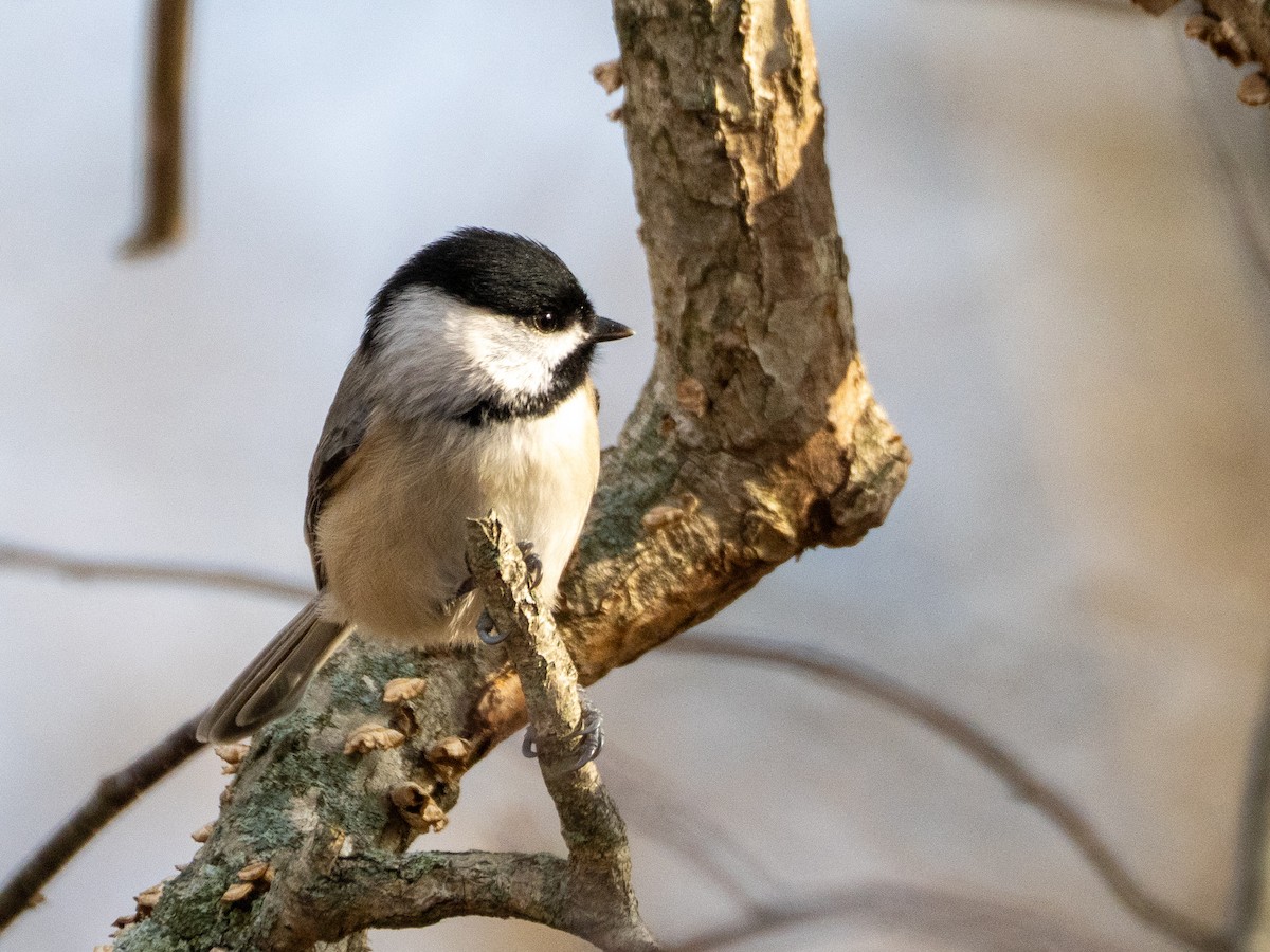 Carolina Chickadee - ML646729503