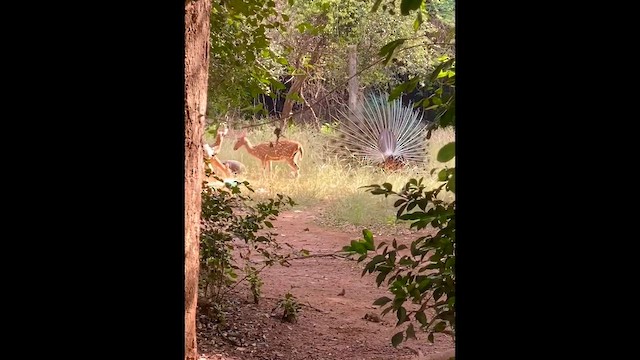 Pavone - ML646729505