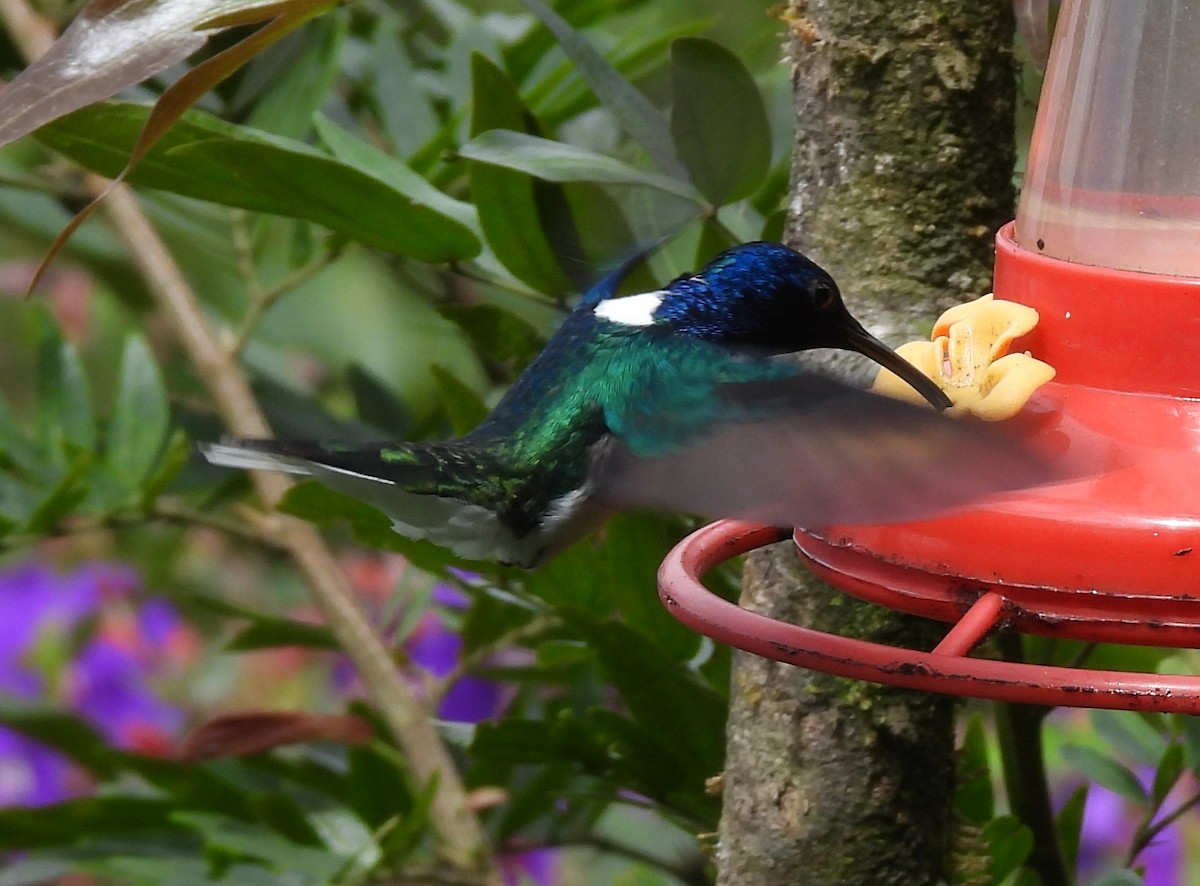 kolibřík bělokrký - ML646729506