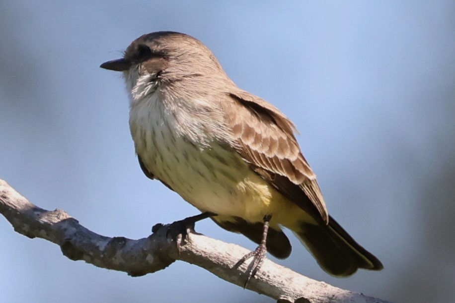 Vermilion Flycatcher - ML646729507