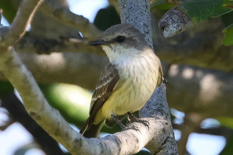 Vermilion Flycatcher - ML646729508