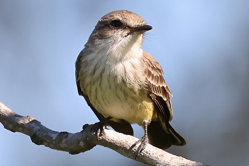Vermilion Flycatcher - ML646729509