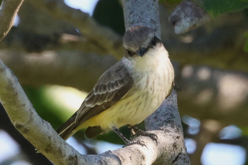 Vermilion Flycatcher - ML646729510
