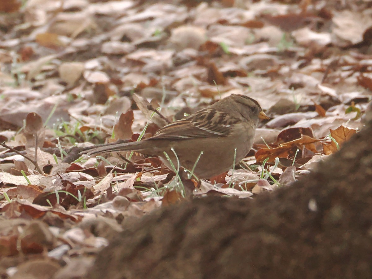 Golden-crowned Sparrow - ML646729511