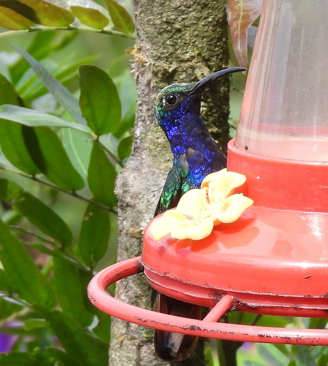 kolibřík azurovoprsý - ML646729514