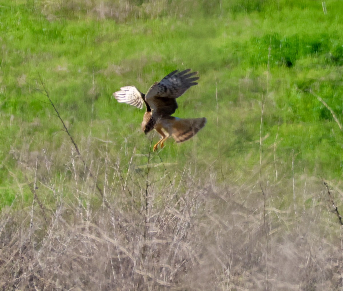 Northern Harrier - ML646729515