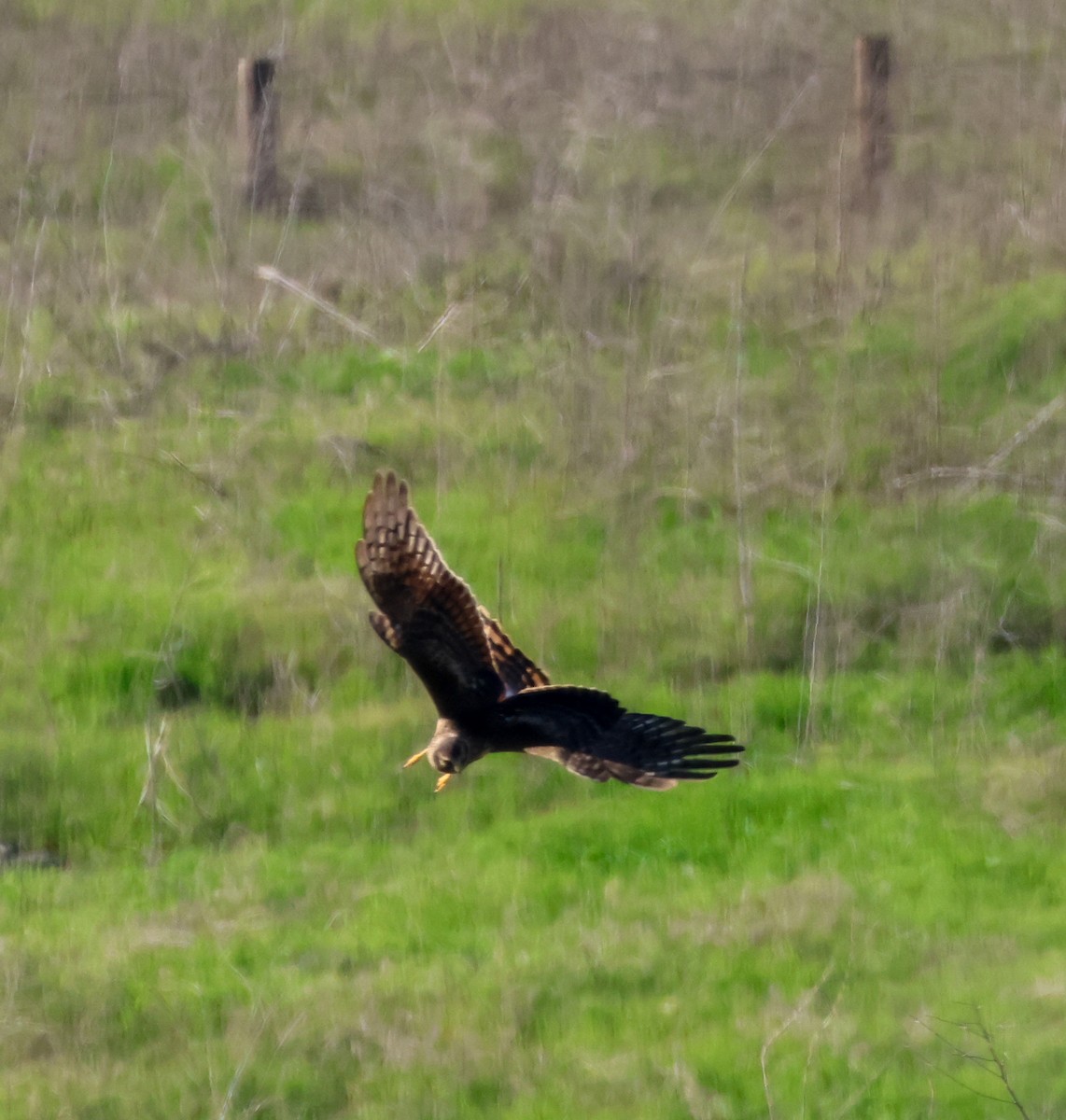 Northern Harrier - ML646729516
