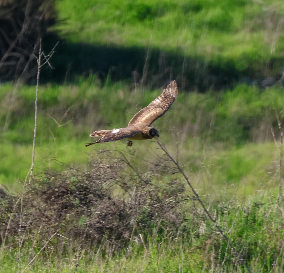 Northern Harrier - ML646729517